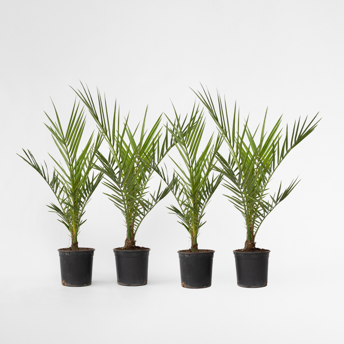 Florastore Kanarische Dattelpalme - 4 Stk - Phoenix Canariensis - Höhe 50-60Cm - ⌀15Cm