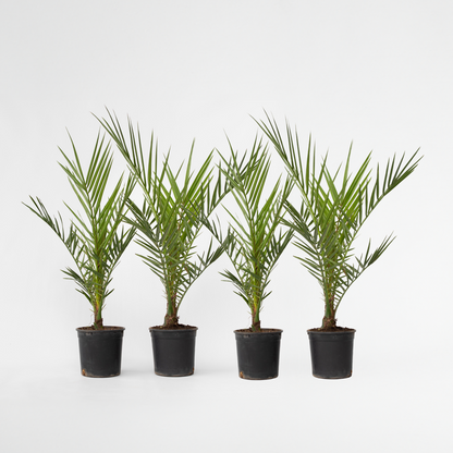 Florastore Kanarische Dattelpalme - 4 Stk - Phoenix Canariensis - Höhe 50-60Cm - ⌀15Cm