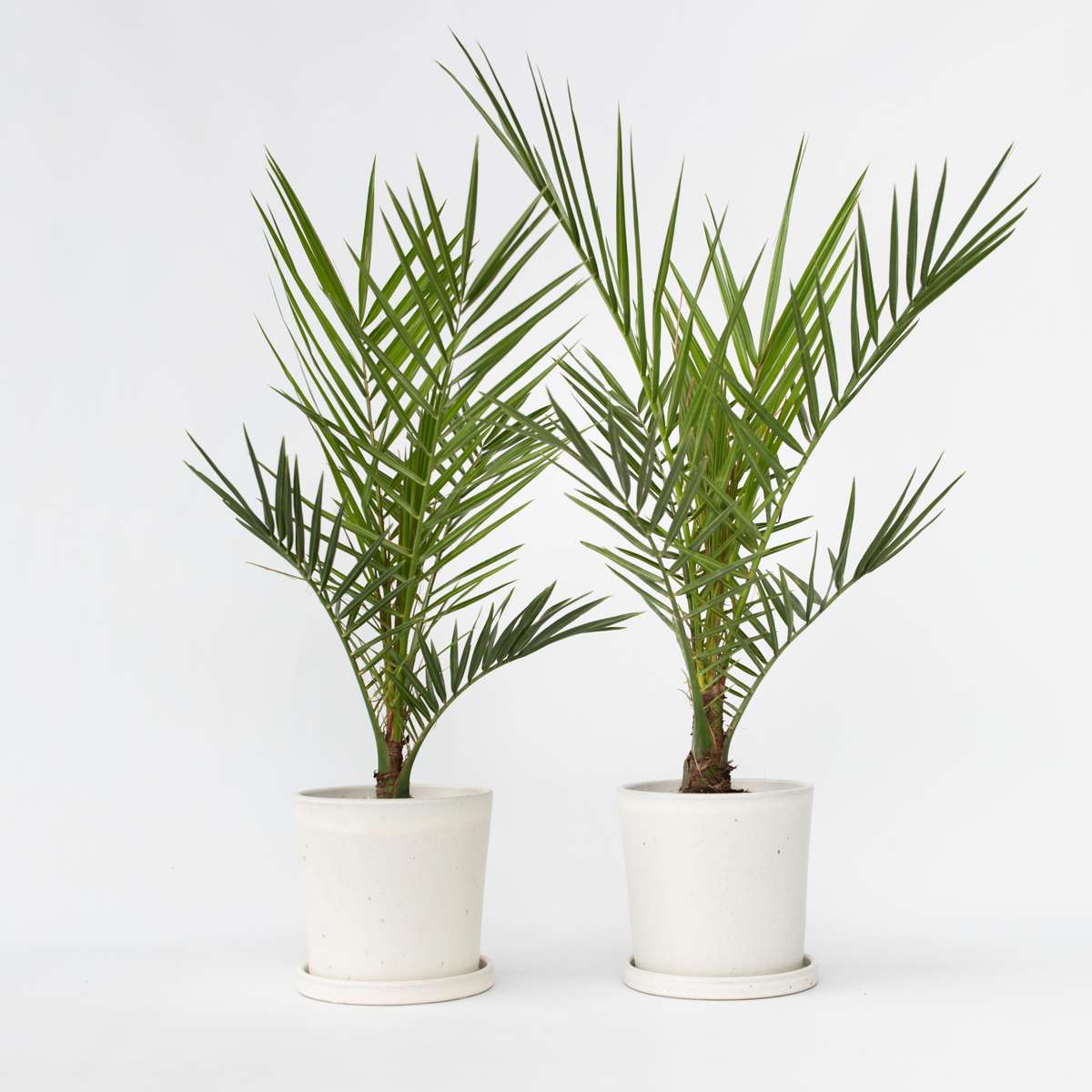 Florastore Kanarische Dattelpalme - 2 Stk - Phoenix Canariensis - Höhe 50-60Cm - ⌀15Cm
