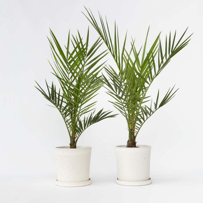 Florastore Kanarische Dattelpalme - 2 Stk - Phoenix Canariensis - Höhe 50-60Cm - ⌀15Cm