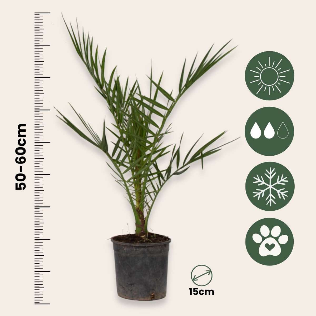 Florastore Kanarische Dattelpalme - 2 Stk - Phoenix Canariensis - Höhe 50-60Cm - ⌀15Cm