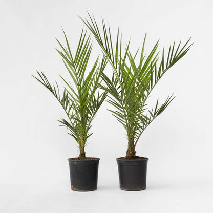 Florastore Kanarische Dattelpalme - 2 Stk - Phoenix Canariensis - Höhe 50-60Cm - ⌀15Cm