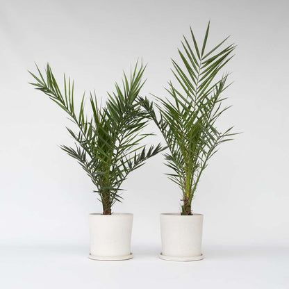 Florastore Kanarische Dattelpalme - 2 Stk - Phoenix Canariensis - Höhe 80-100Cm - ⌀19Cm