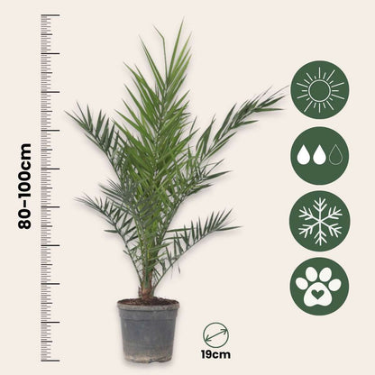 Florastore Kanarische Dattelpalme - 2 Stk - Phoenix Canariensis - Höhe 80-100Cm - ⌀19Cm