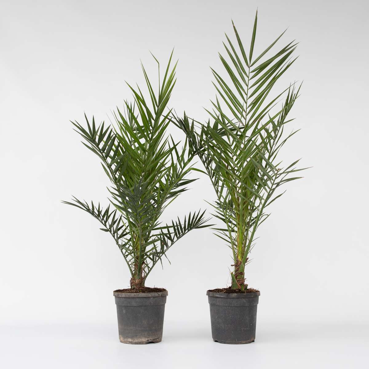 Florastore Kanarische Dattelpalme - 2 Stk - Phoenix Canariensis - Höhe 80-100Cm - ⌀19Cm