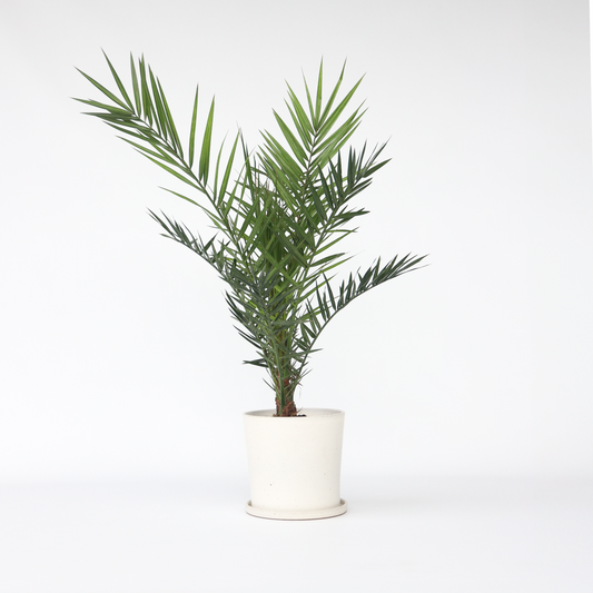Florastore Kanarische Dattelpalme - Phoenix Canariensis - Höhe 80-100Cm - ⌀19Cm