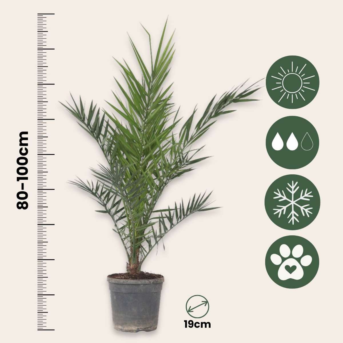 Florastore Kanarische Dattelpalme - Phoenix Canariensis - Höhe 80-100Cm - ⌀19Cm