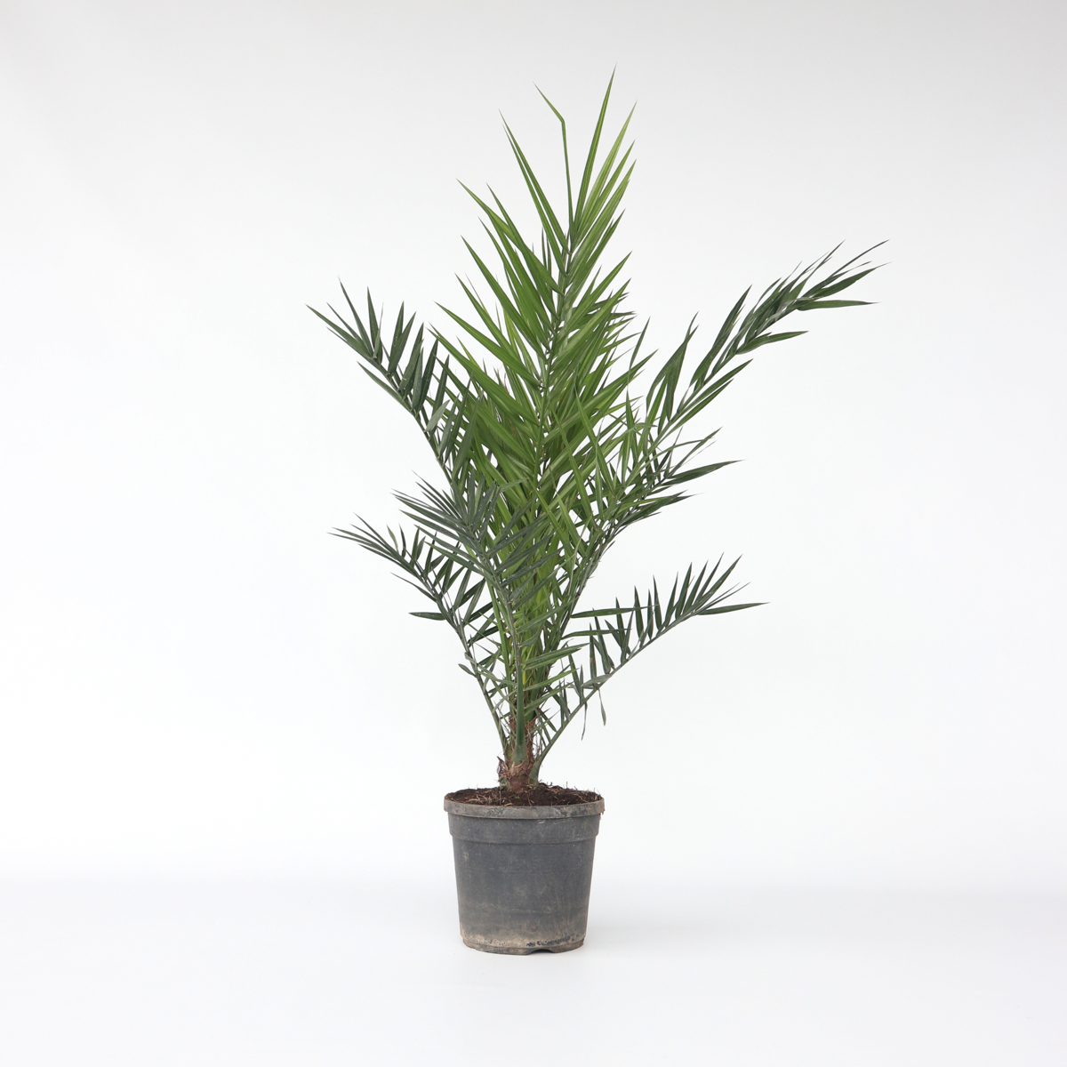 Florastore Kanarische Dattelpalme - Phoenix Canariensis - Höhe 80-100Cm - ⌀19Cm