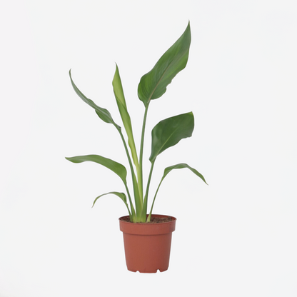 Florastore Paradiesvogelblume - Strelitzie - Strelitzia Reginea - Höhe 25-40Cm - ⌀9Cm