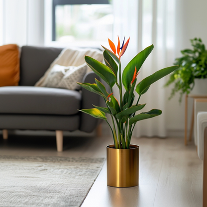 Florastore Paradiesvogelblume - Strelitzie - Strelitzia Reginea - Höhe 25-40Cm - ⌀9Cm