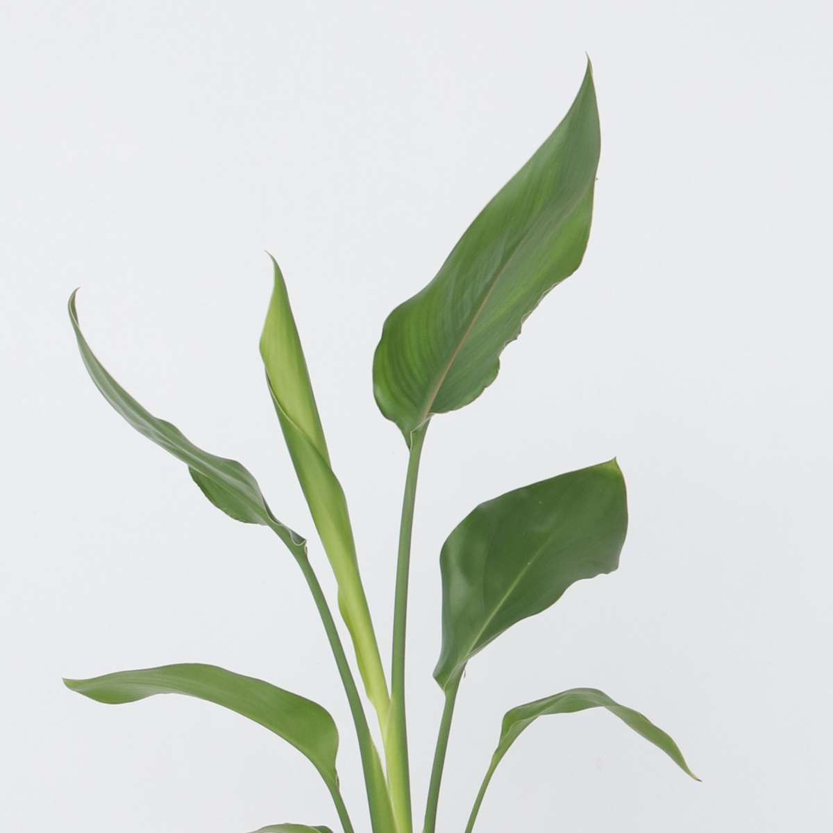 Florastore Paradiesvogelblume - Strelitzie - Strelitzia Reginea - Höhe 25-40Cm - ⌀9Cm