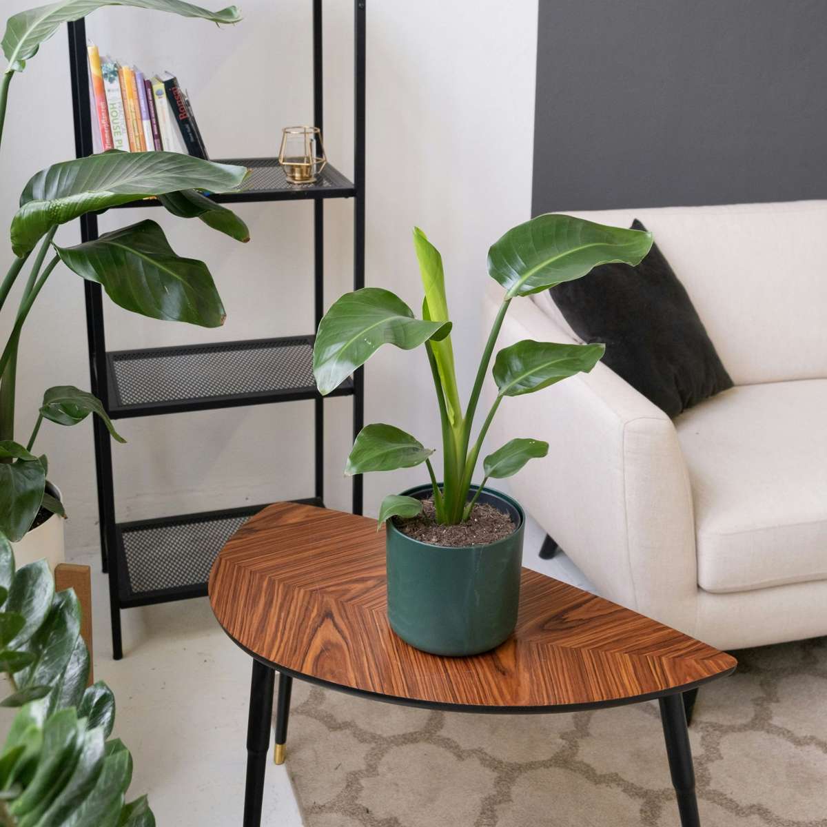 Florastore Paradiesvogelblume - Strelitzie - Strelitzia Reginea - Höhe 25-40Cm - ⌀9Cm