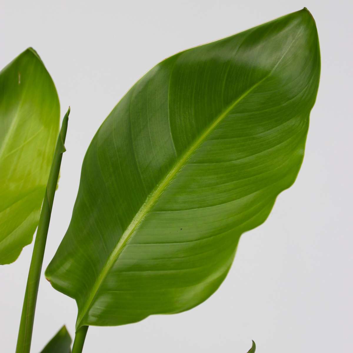 Florastore Paradiesvogelblume - Strelitzie - Strelitzia Reginea - Höhe 25-40Cm - ⌀9Cm