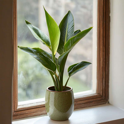 Florastore Paradiesvogelblume - Strelitzie - Strelitzia Reginea - Höhe 25-40Cm - ⌀9Cm