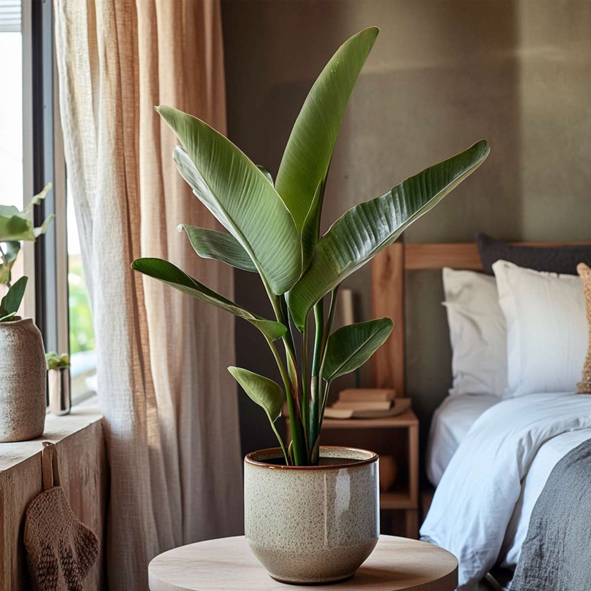 Florastore Paradiesvogelblume - Strelitzie - Strelitzia Reginea - Höhe 25-40Cm - ⌀9Cm