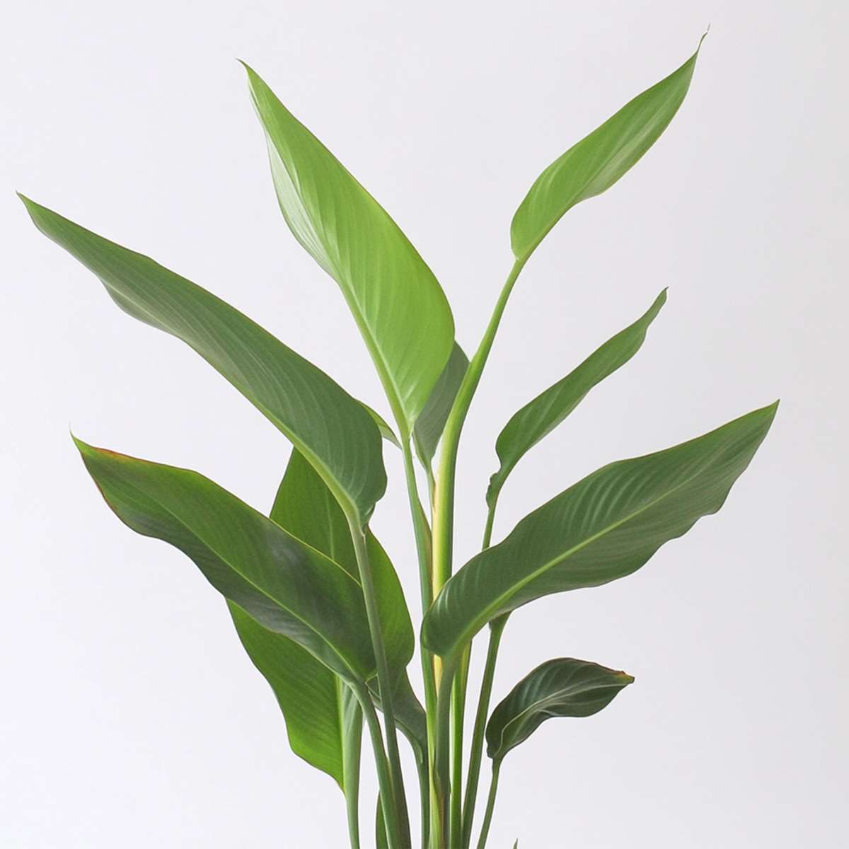 Florastore Paradiesvogelblume - Strelitzie - Strelitzia Reginea - Höhe 25-40Cm - ⌀9Cm