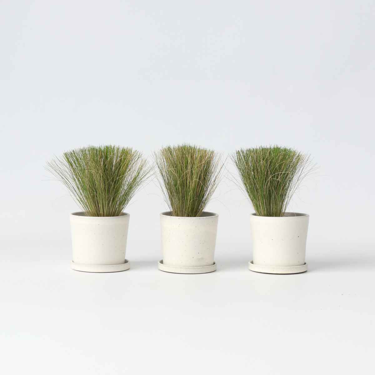 Florastore Federgras - 3 Stk - Stipa Tenuifolia 'Pony Tails' - Höhe 20-30Cm - ⌀9Cm