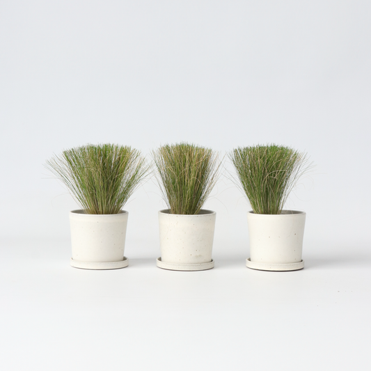 Florastore Federgras - 3 Stk - Stipa Tenuifolia 'Pony Tails' - Höhe 20-30Cm - ⌀9Cm