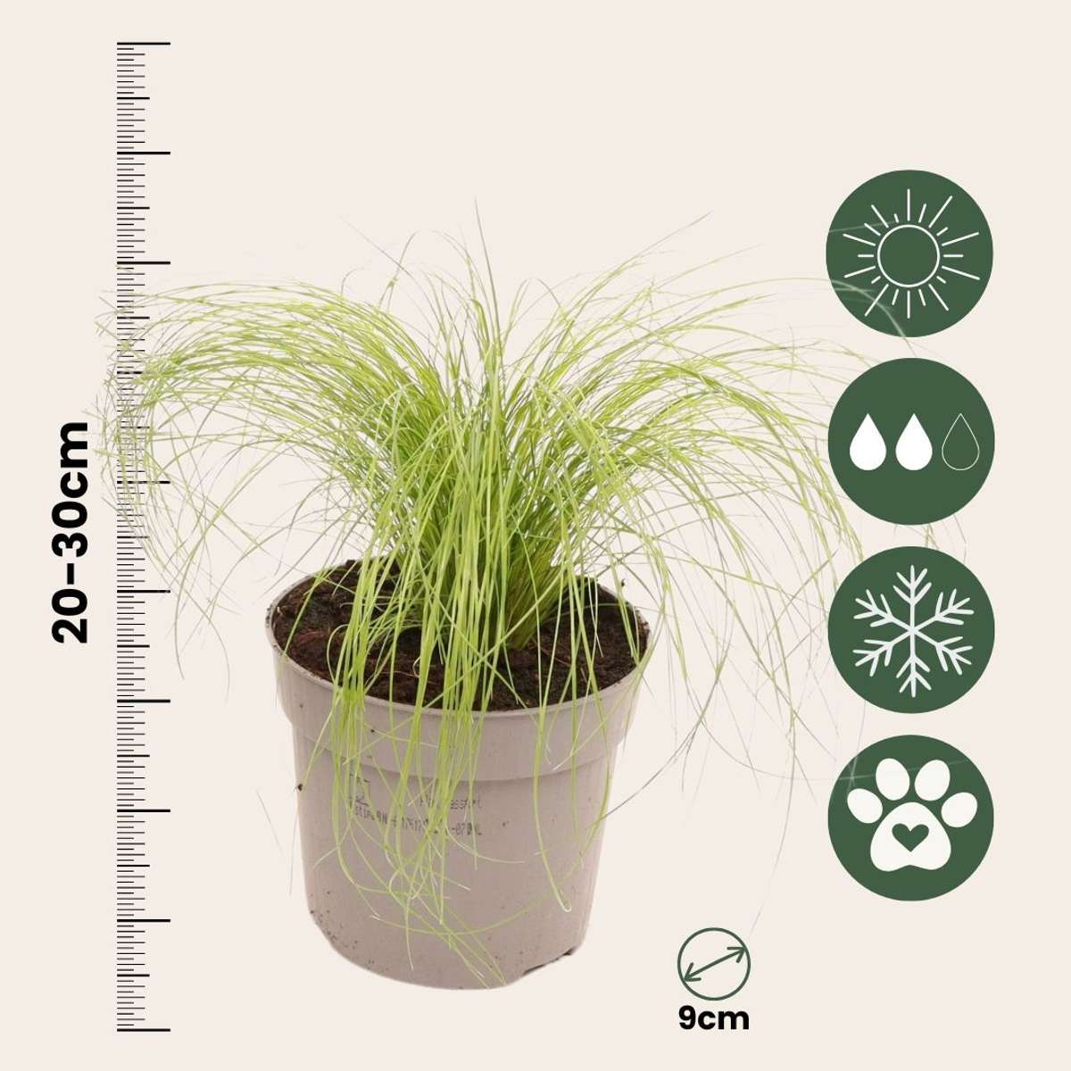 Florastore Federgras - 3 Stk - Stipa Tenuifolia 'Pony Tails' - Höhe 20-30Cm - ⌀9Cm