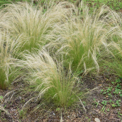 Florastore Federgras - 3 Stk - Stipa Tenuifolia 'Pony Tails' - Höhe 20-30Cm - ⌀9Cm