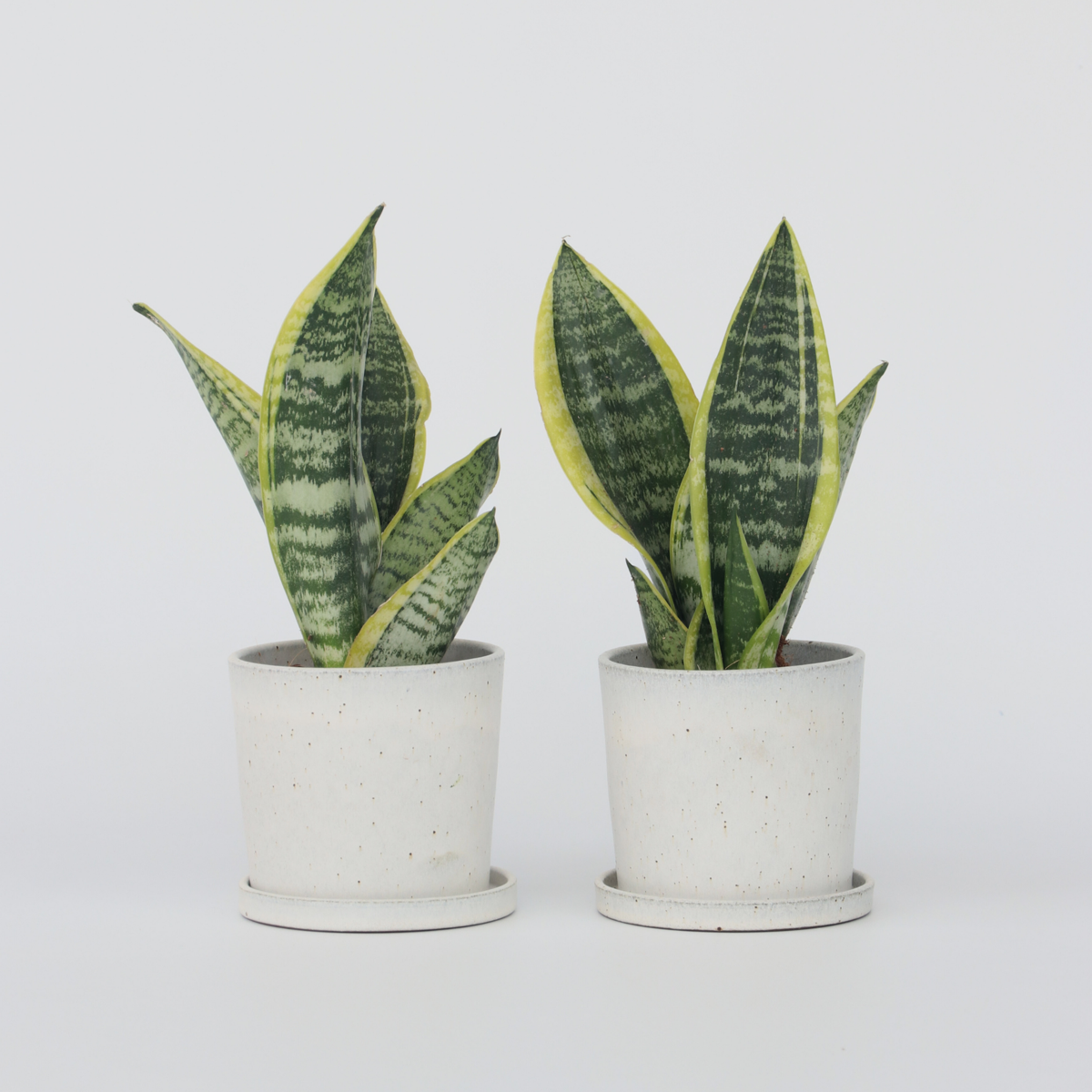 Florastore Bogenhanf - 2 Stk - Sansevieria 'Futura Superba' - Höhe 35-40Cm - ⌀12Cm