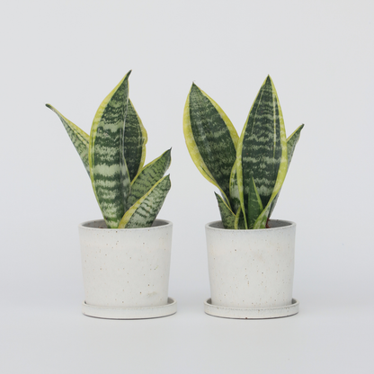 Florastore Bogenhanf - 2 Stk - Sansevieria 'Futura Superba' - Höhe 35-40Cm - ⌀12Cm