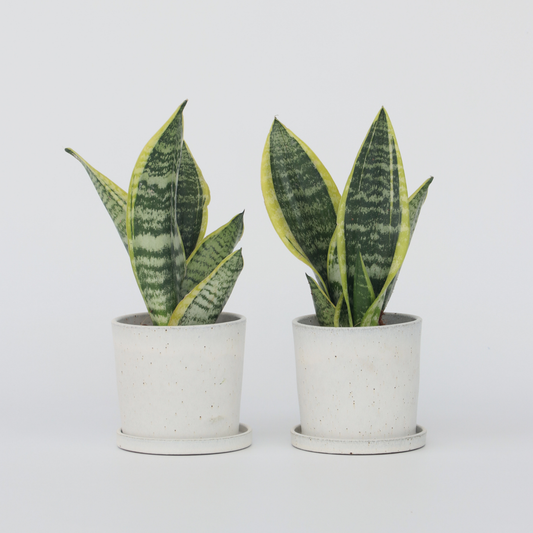Florastore Bogenhanf - 2 Stk - Sansevieria 'Futura Superba' - Höhe 35-40Cm - ⌀12Cm