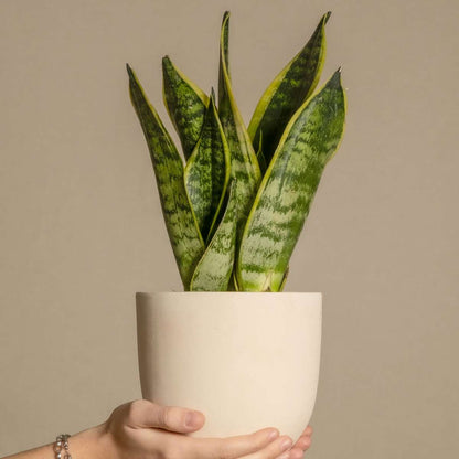 Florastore Bogenhanf - 2 Stk - Sansevieria 'Futura Superba' - Höhe 35-40Cm - ⌀12Cm