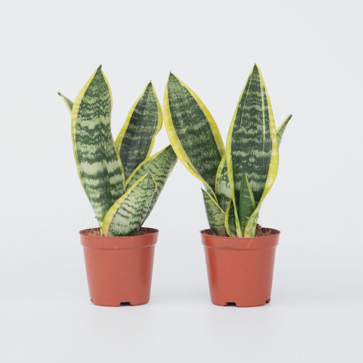 Florastore Bogenhanf - 2 Stk - Sansevieria 'Futura Superba' - Höhe 35-40Cm - ⌀12Cm