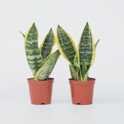 Florastore Bogenhanf - 2 Stk - Sansevieria 'Futura Superba' - Höhe 35-40Cm - ⌀12Cm