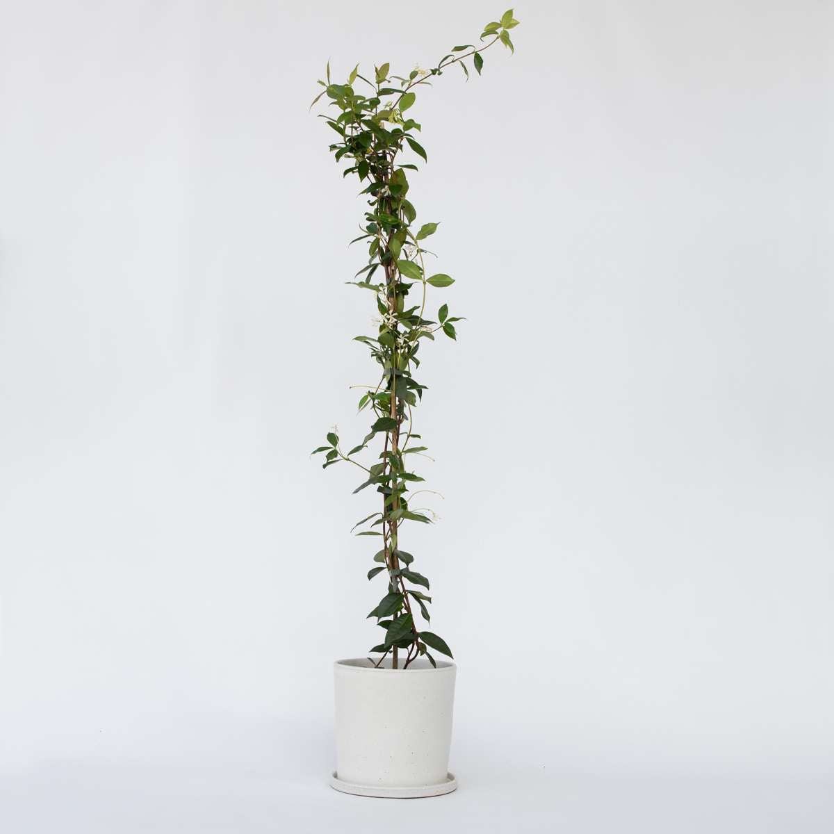 Florastore Jasmin - Trachelospermum Jasminoides - Höhe 110-120Cm - ⌀17Cm