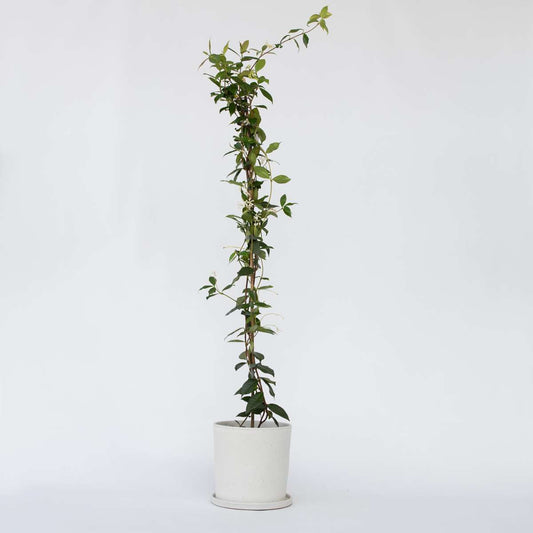 Florastore Jasmin - Trachelospermum Jasminoides - Höhe 110-120Cm - ⌀17Cm