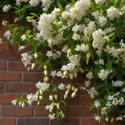 Florastore Jasmin - Trachelospermum Jasminoides - Höhe 110-120Cm - ⌀17Cm