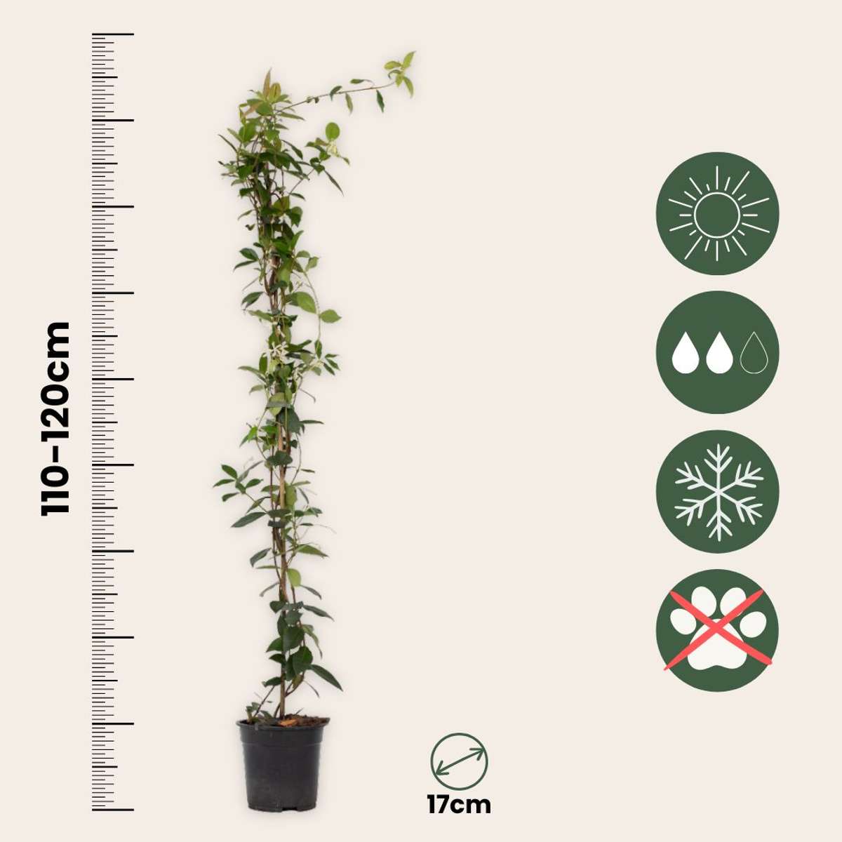 Florastore Jasmin - Trachelospermum Jasminoides - Höhe 110-120Cm - ⌀17Cm
