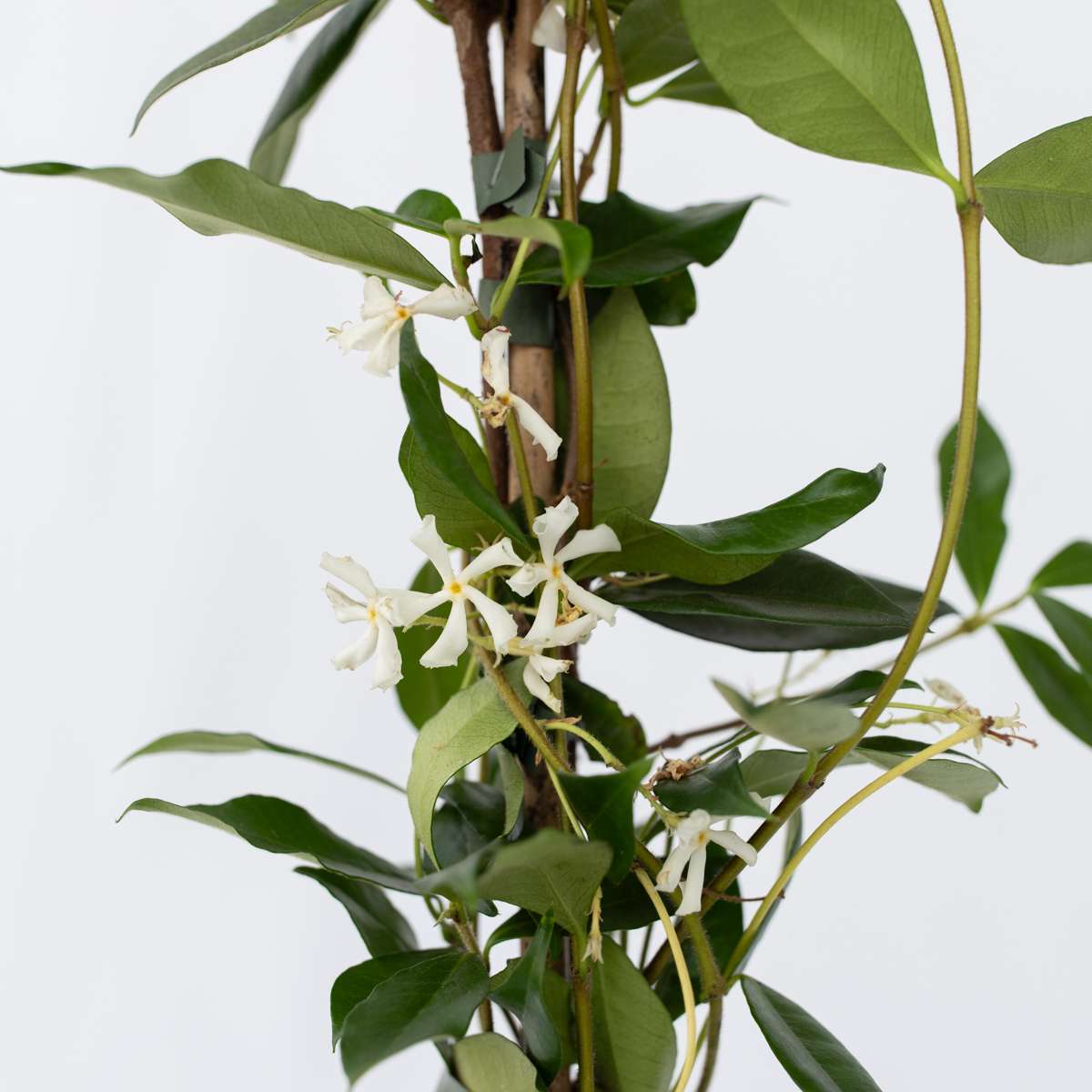 Florastore Jasmin - Trachelospermum Jasminoides - Höhe 110-120Cm - ⌀17Cm