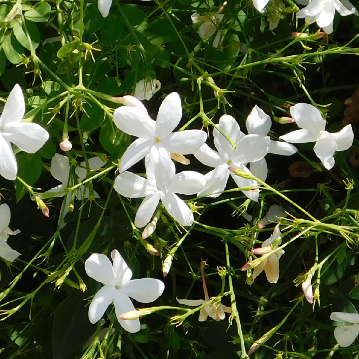 Florastore Jasmin - Trachelospermum Jasminoides - Höhe 110-120Cm - ⌀17Cm