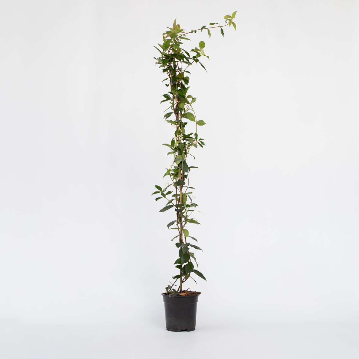 Florastore Jasmin - Trachelospermum Jasminoides - Höhe 110-120Cm - ⌀17Cm