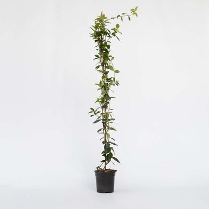 Florastore Jasmin - Trachelospermum Jasminoides - Höhe 110-120Cm - ⌀17Cm