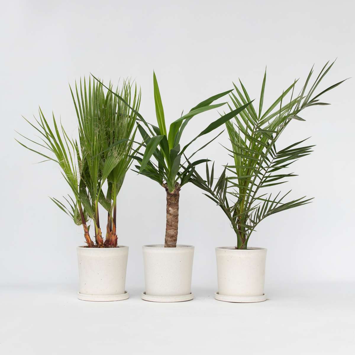 Florastore Zimmerpalmen-Mix - 3 Stk - Indoor Palmmix - Höhe 50-70Cm - ⌀14Cm