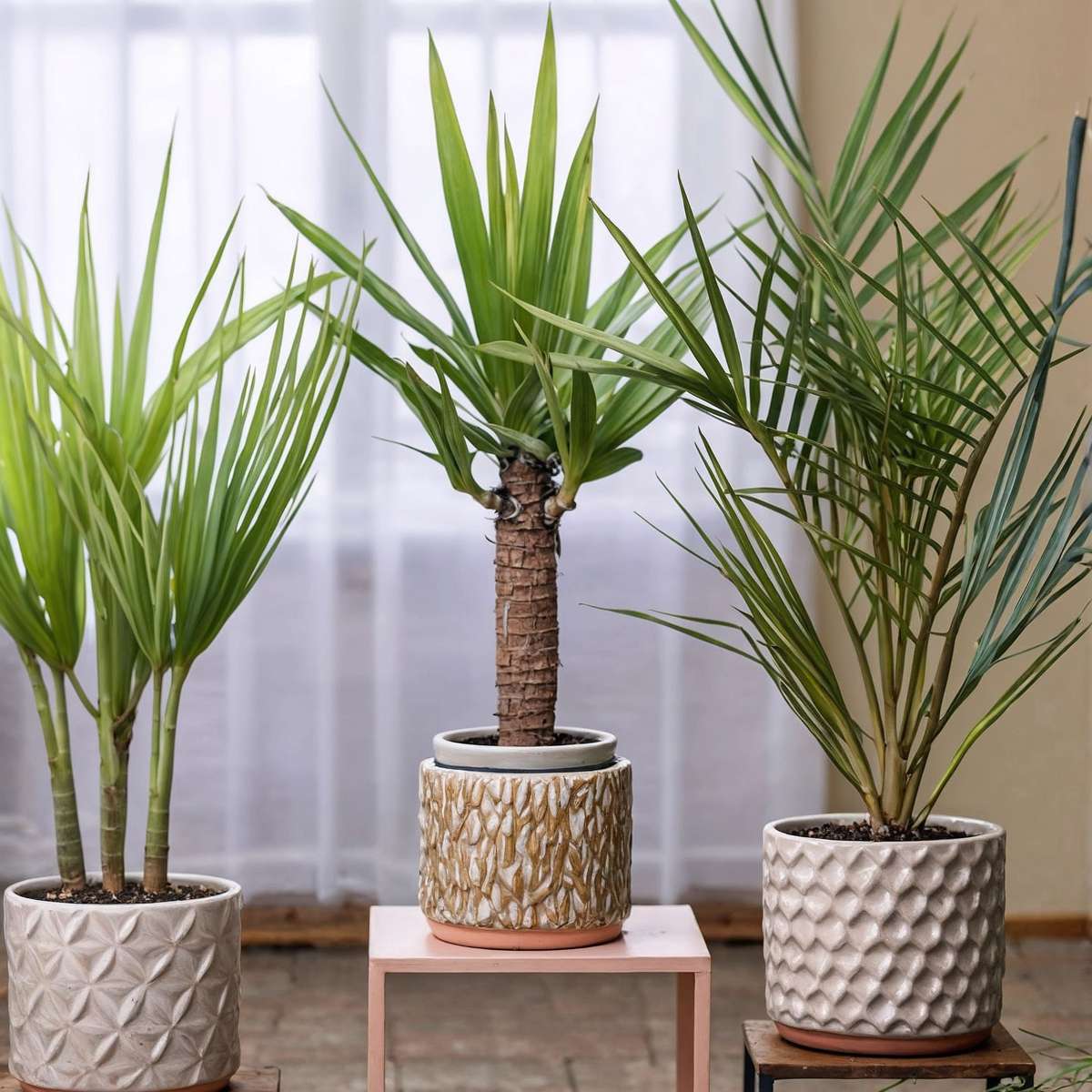 Florastore Zimmerpalmen-Mix - 3 Stk - Indoor Palmmix - Höhe 50-70Cm - ⌀14Cm