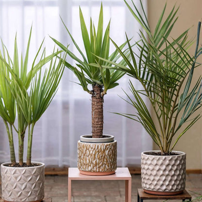 Florastore Zimmerpalmen-Mix - 3 Stk - Indoor Palmmix - Höhe 50-70Cm - ⌀14Cm