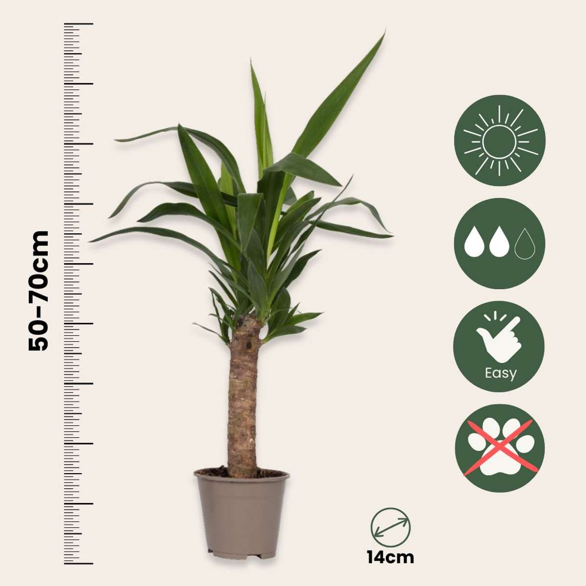 Florastore Zimmerpalmen-Mix - 3 Stk - Indoor Palmmix - Höhe 50-70Cm - ⌀14Cm