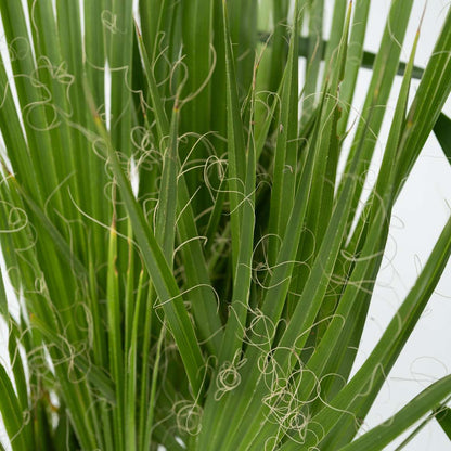 Florastore Zimmerpalmen-Mix - 3 Stk - Indoor Palmmix - Höhe 50-70Cm - ⌀14Cm