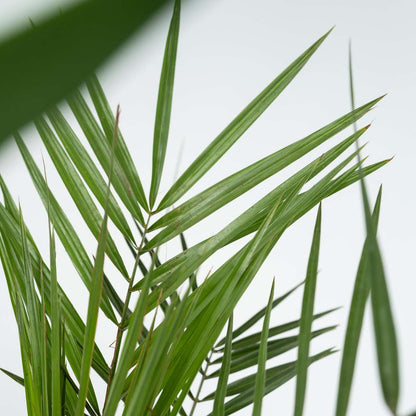 Florastore Zimmerpalmen-Mix - 3 Stk - Indoor Palmmix - Höhe 50-70Cm - ⌀14Cm