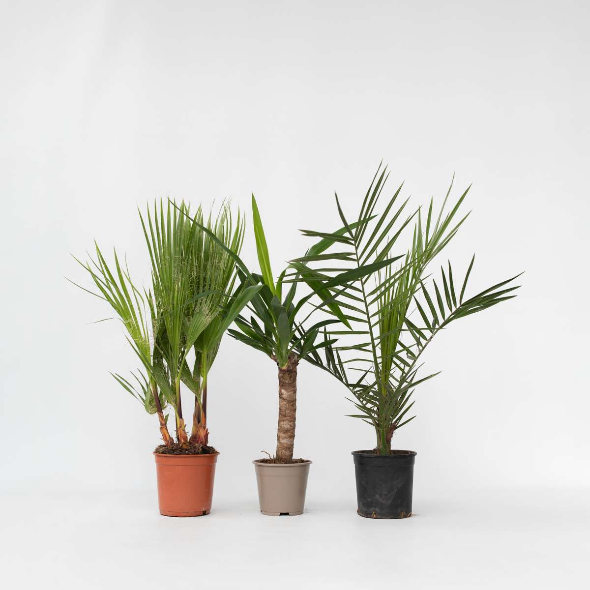 Florastore Zimmerpalmen-Mix - 3 Stk - Indoor Palmmix - Höhe 50-70Cm - ⌀14Cm