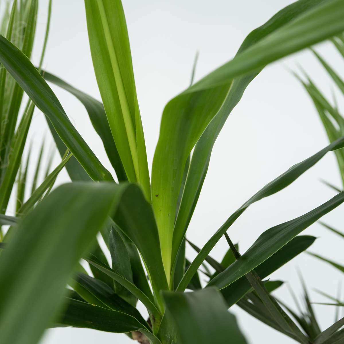 Florastore Zimmerpalmen-Mix - 3 Stk - Indoor Palmmix - Höhe 50-70Cm - ⌀14Cm