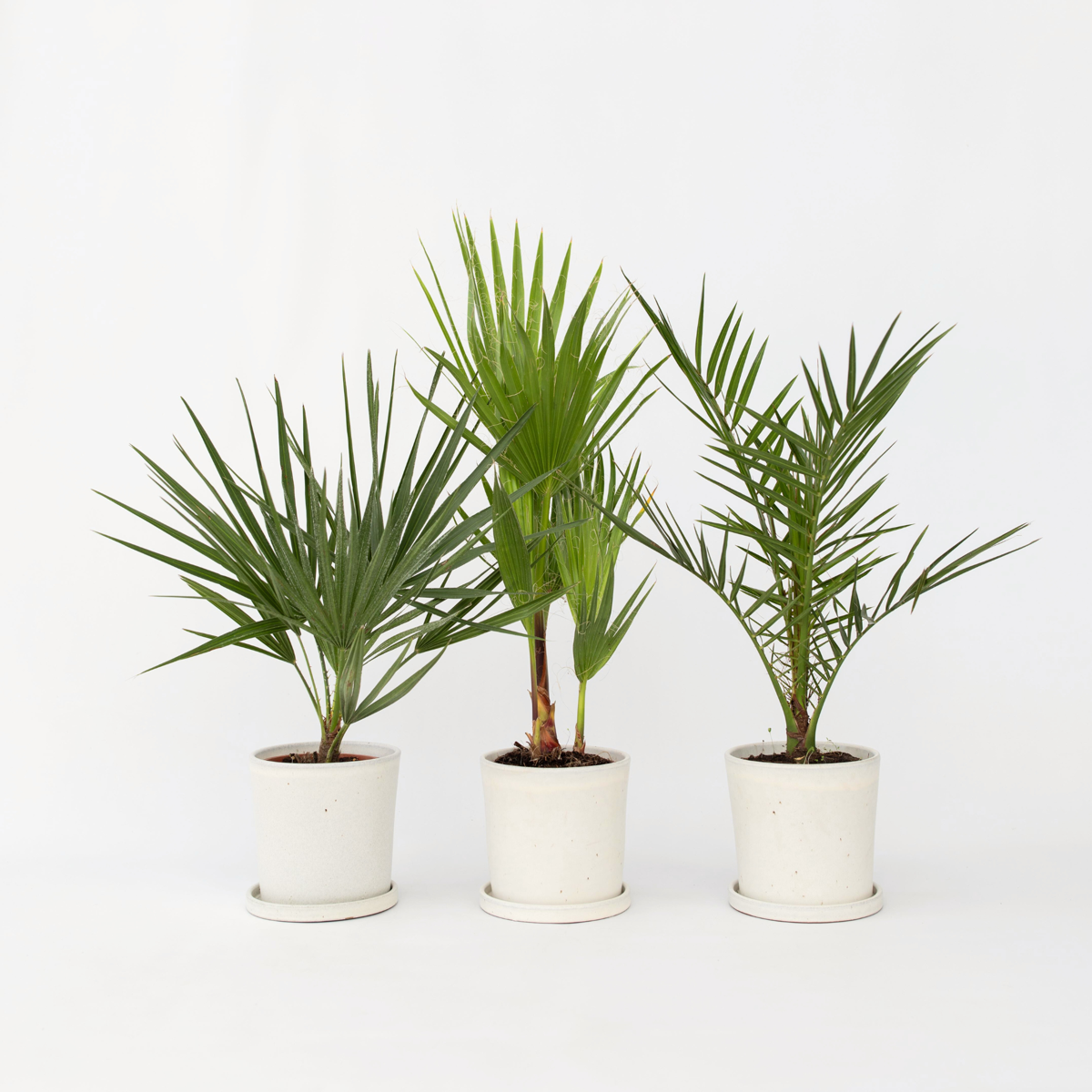 Florastore Gartenpalmen - 3 Stk - Phoenix,Chamaerops,Washingtonia - Höhe 50-70Cm - ⌀15Cm
