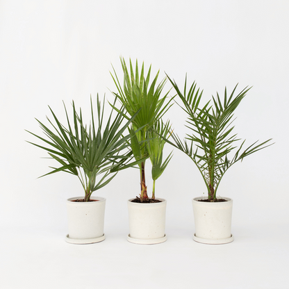 Florastore Gartenpalmen - 3 Stk - Phoenix,Chamaerops,Washingtonia - Höhe 50-70Cm - ⌀15Cm