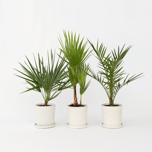 Florastore Gartenpalmen - 3 Stk - Phoenix,Chamaerops,Washingtonia - Höhe 50-70Cm - ⌀15Cm