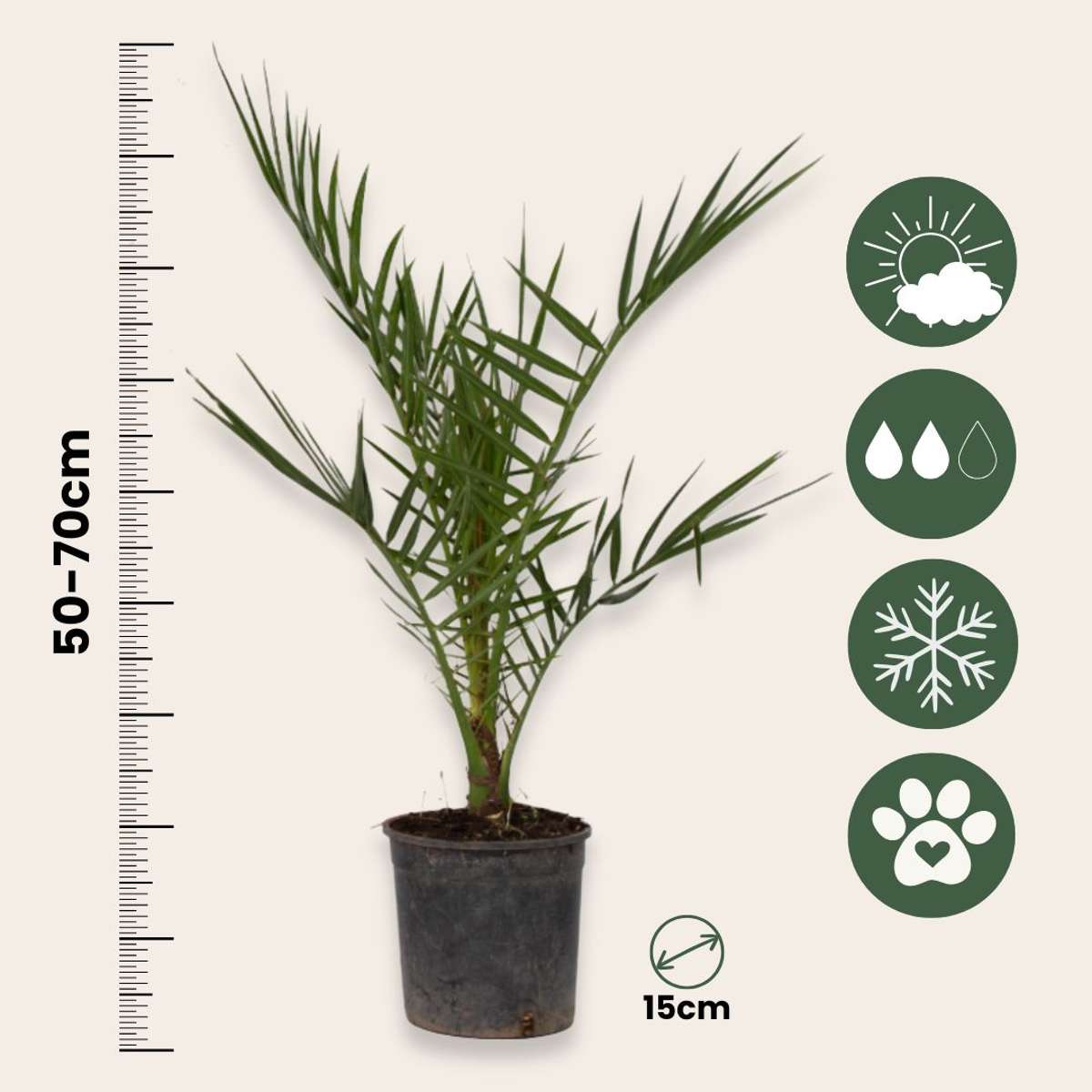 Florastore Gartenpalmen - 3 Stk - Phoenix,Chamaerops,Washingtonia - Höhe 50-70Cm - ⌀15Cm